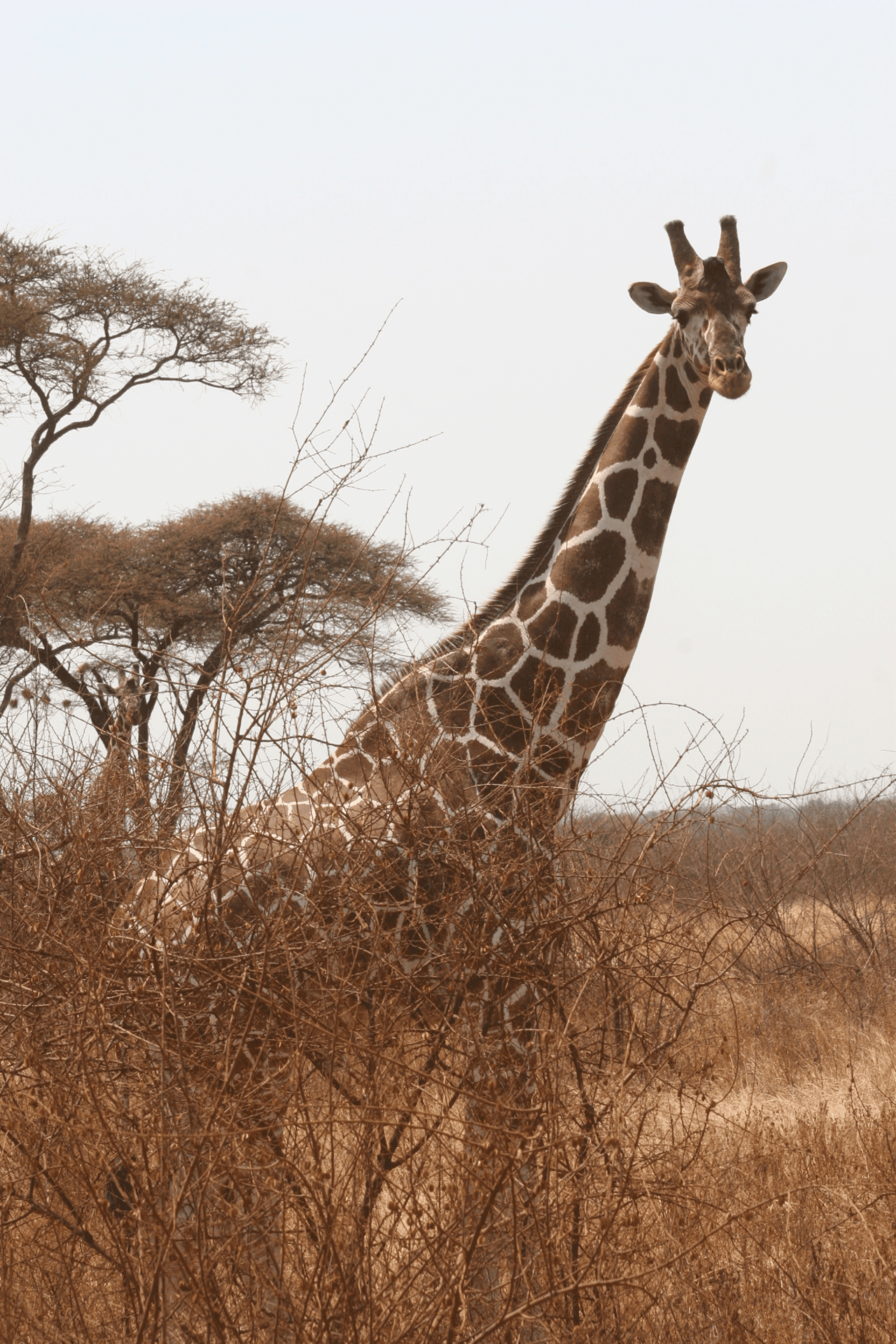 The Reticulated Giraffe, one of the northern special five 👌 – by Kelas Lemuyu
