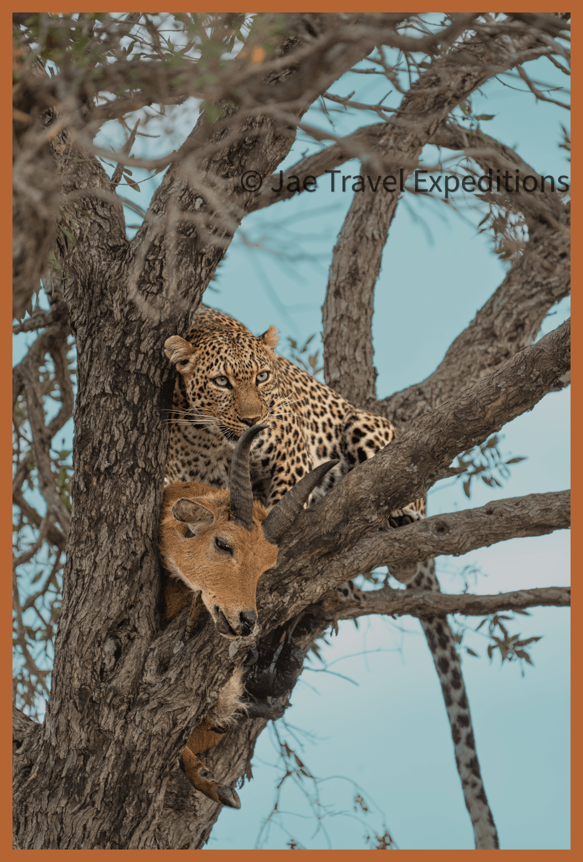 Leopard with a kill - Reedbuck – by Antony Waititu