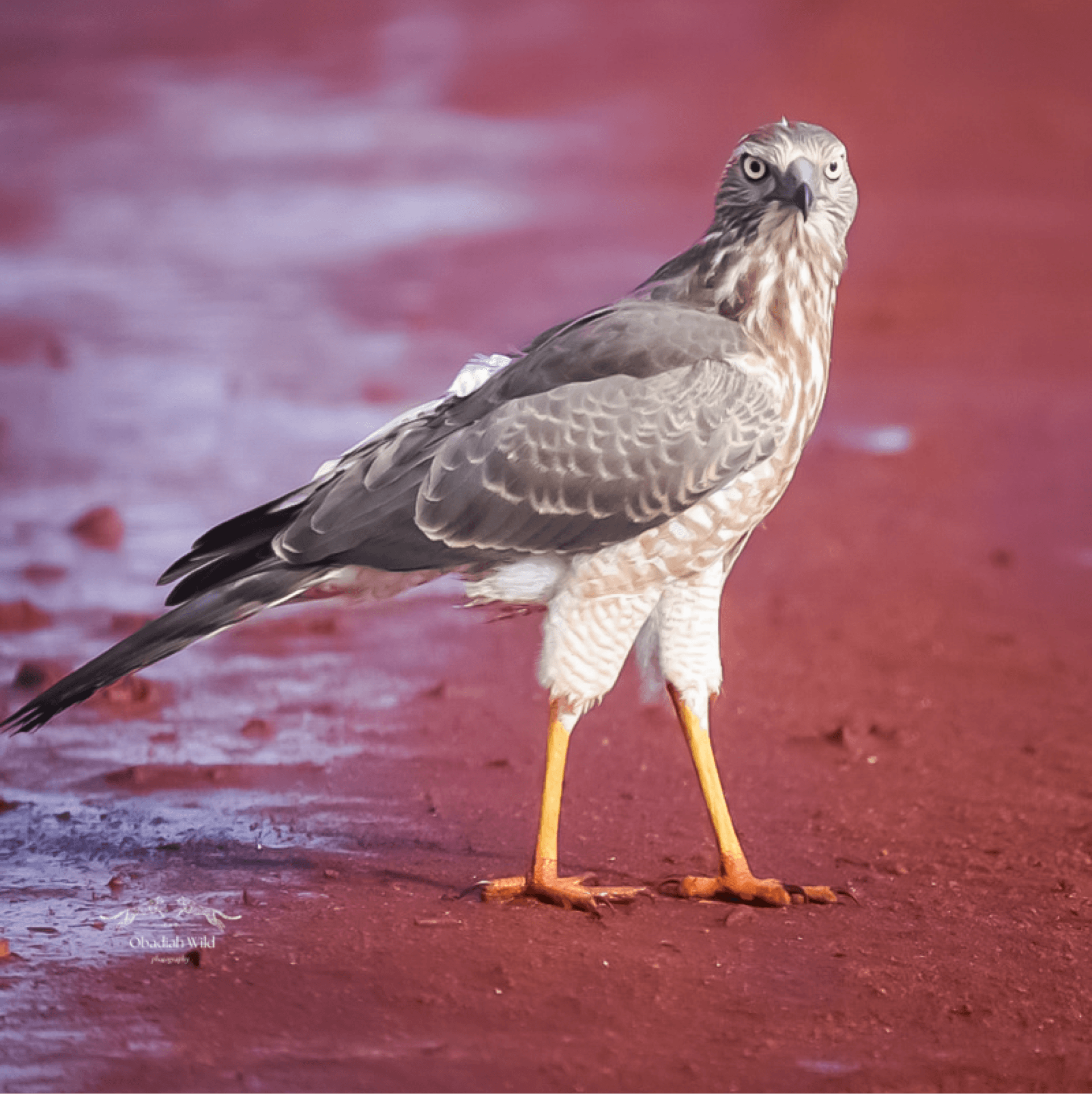 A juvenile eastern chanting gos hawk – by Obadiah Muraya