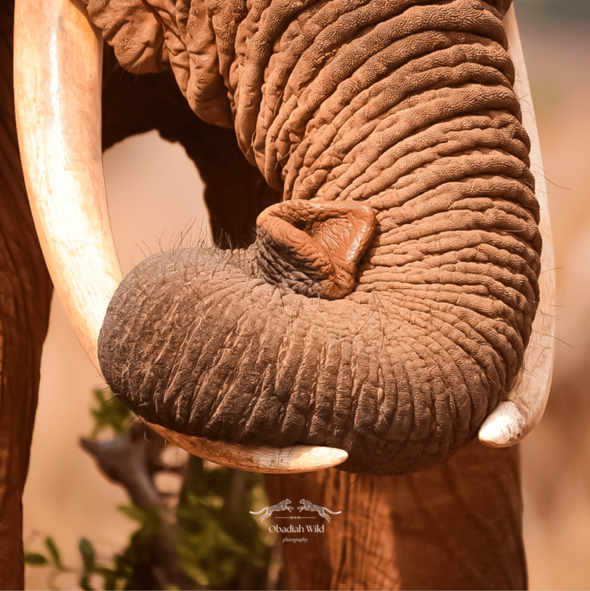An elephant resting it's trunk – by Obadiah Muraya