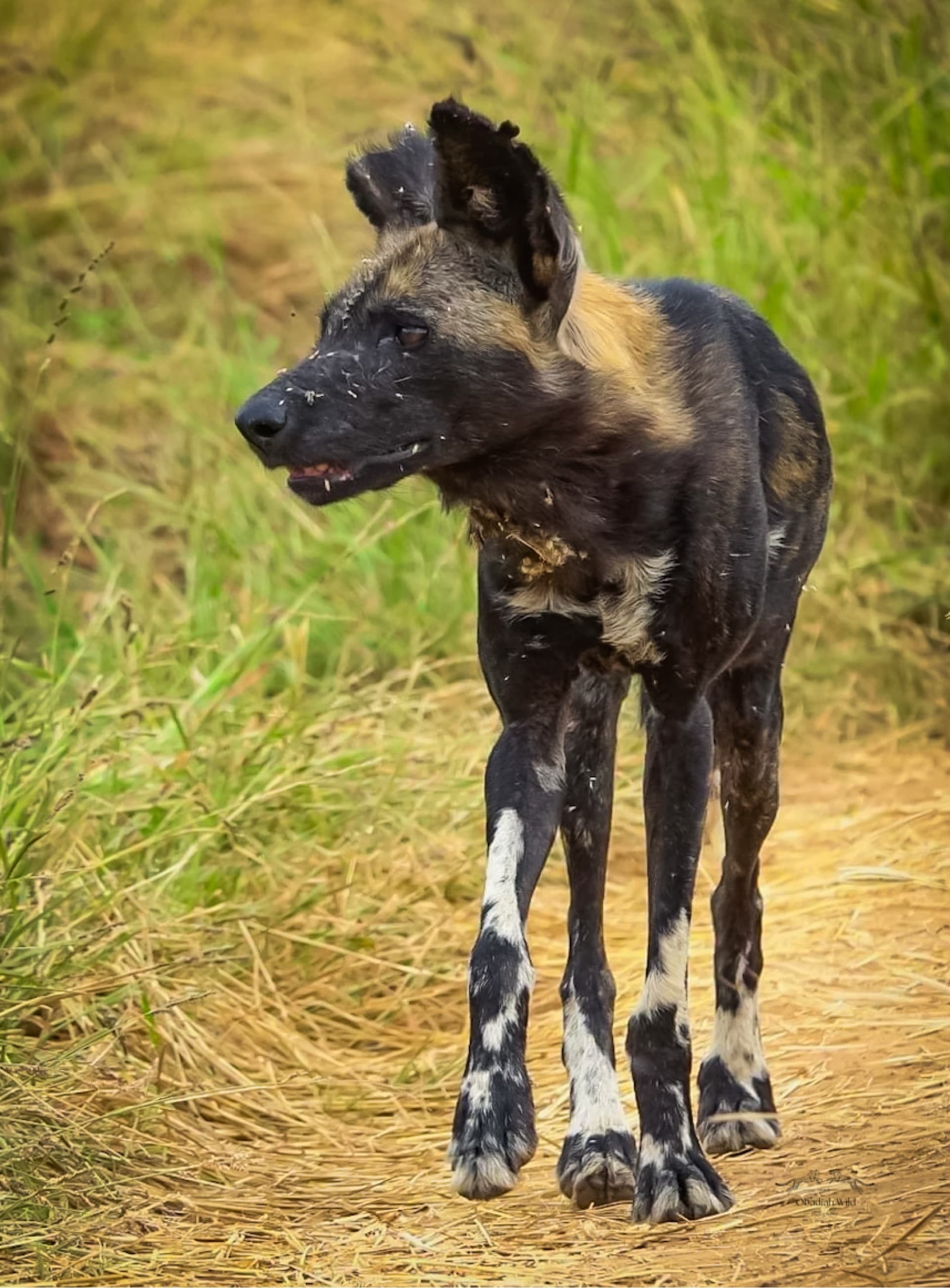 African wild dog – by Obadiah Muraya