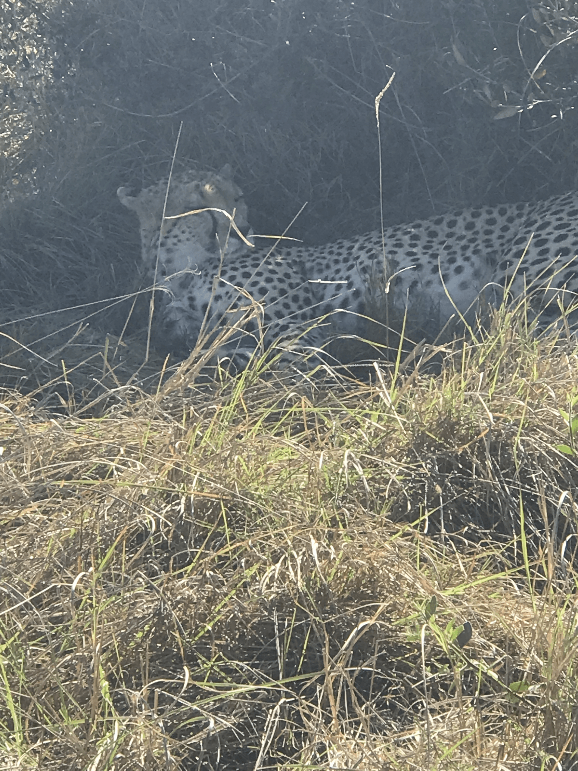 Cheetah spotted in Mara – by Zack Kihato