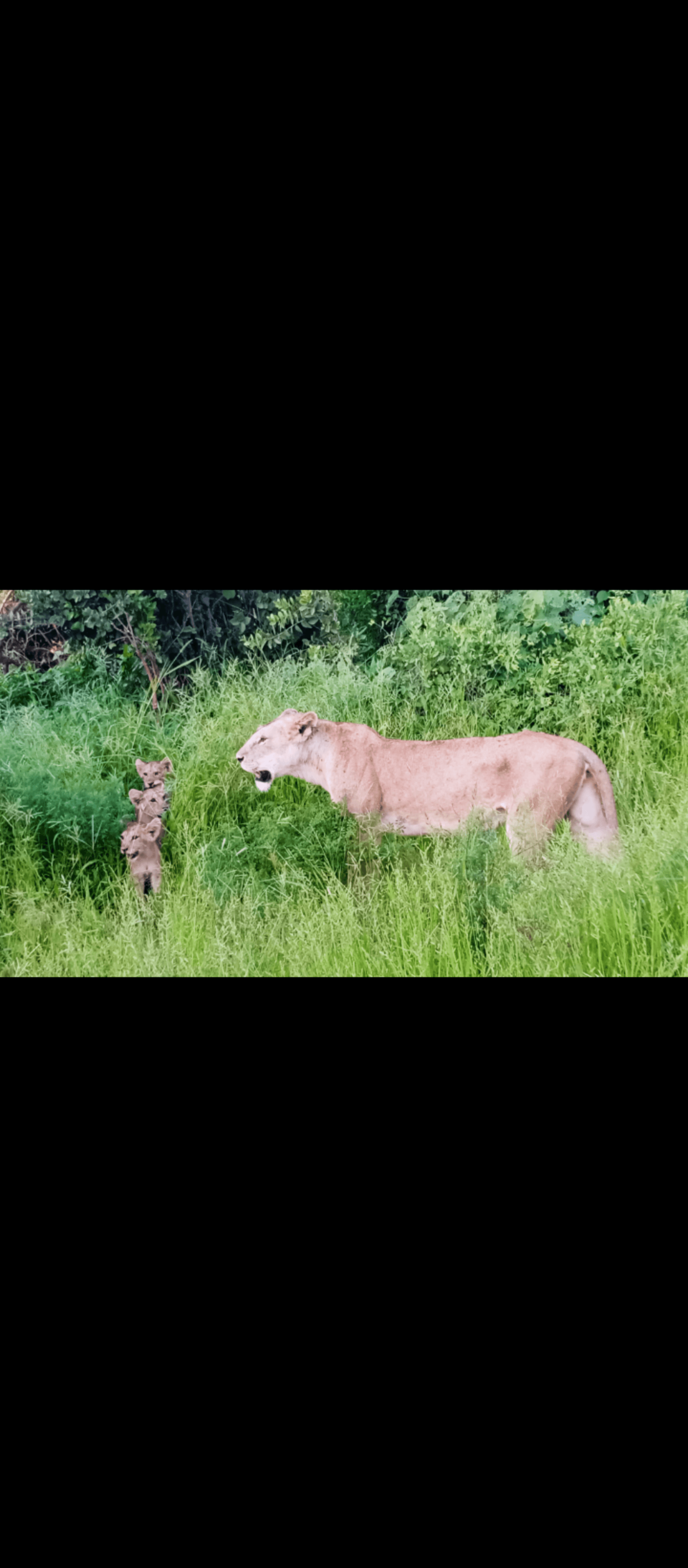 Ngutuni sanctuary – by Mramba Benson Katana