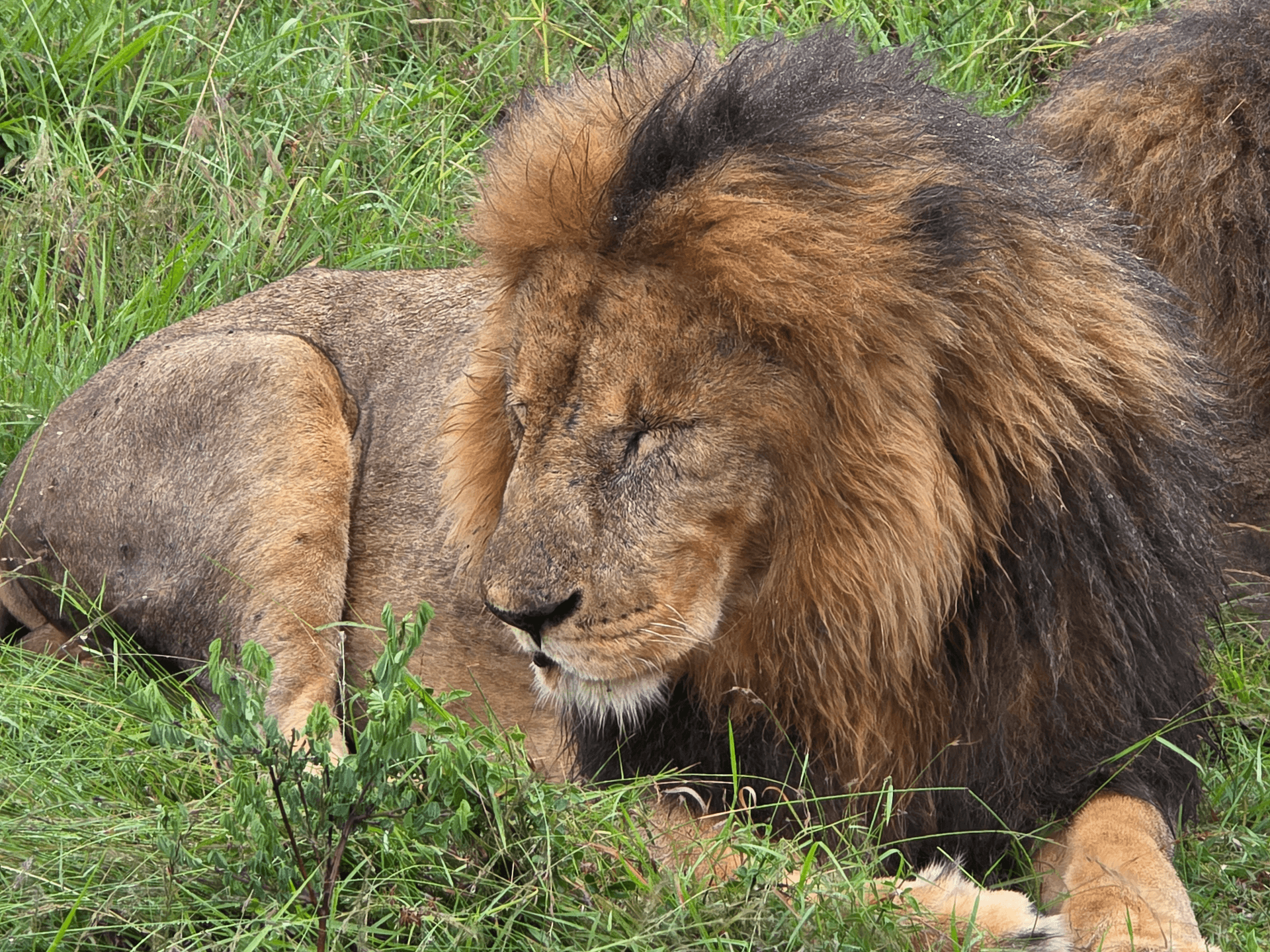 Sopa pride male lion – by Johny Jackson