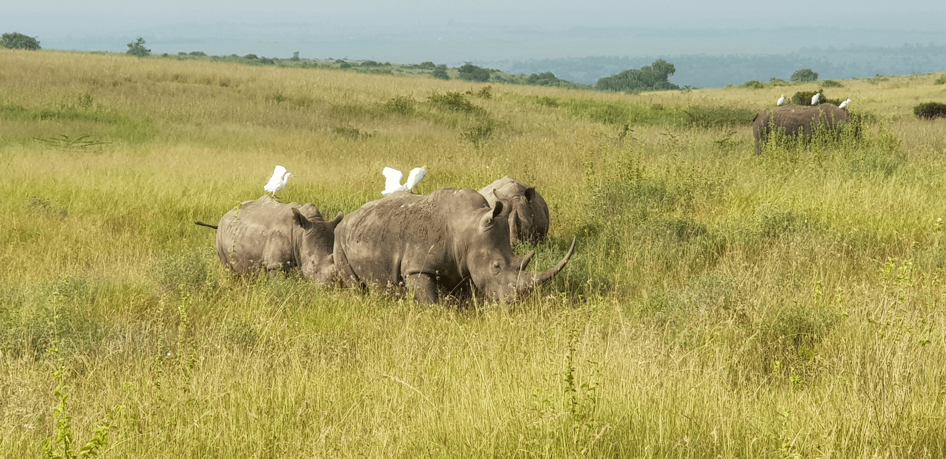 White Rhinos and cattle egrets – by Susan Makau
