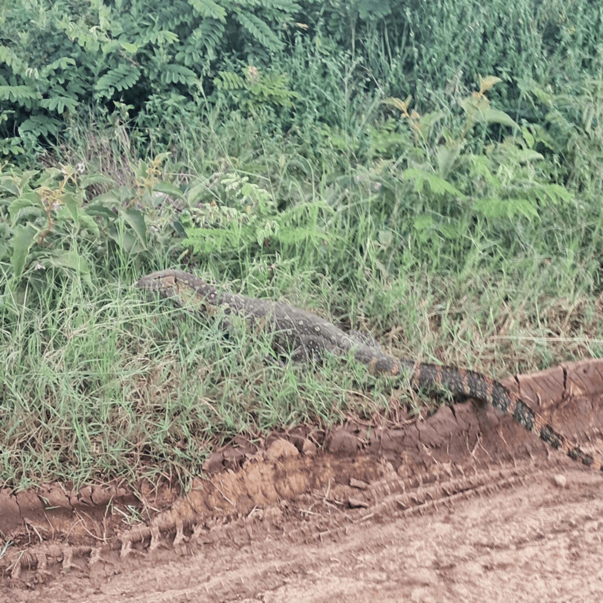 #Nairobi. #Nairobi national park.
The monitor – by Moses Mburugu A.T