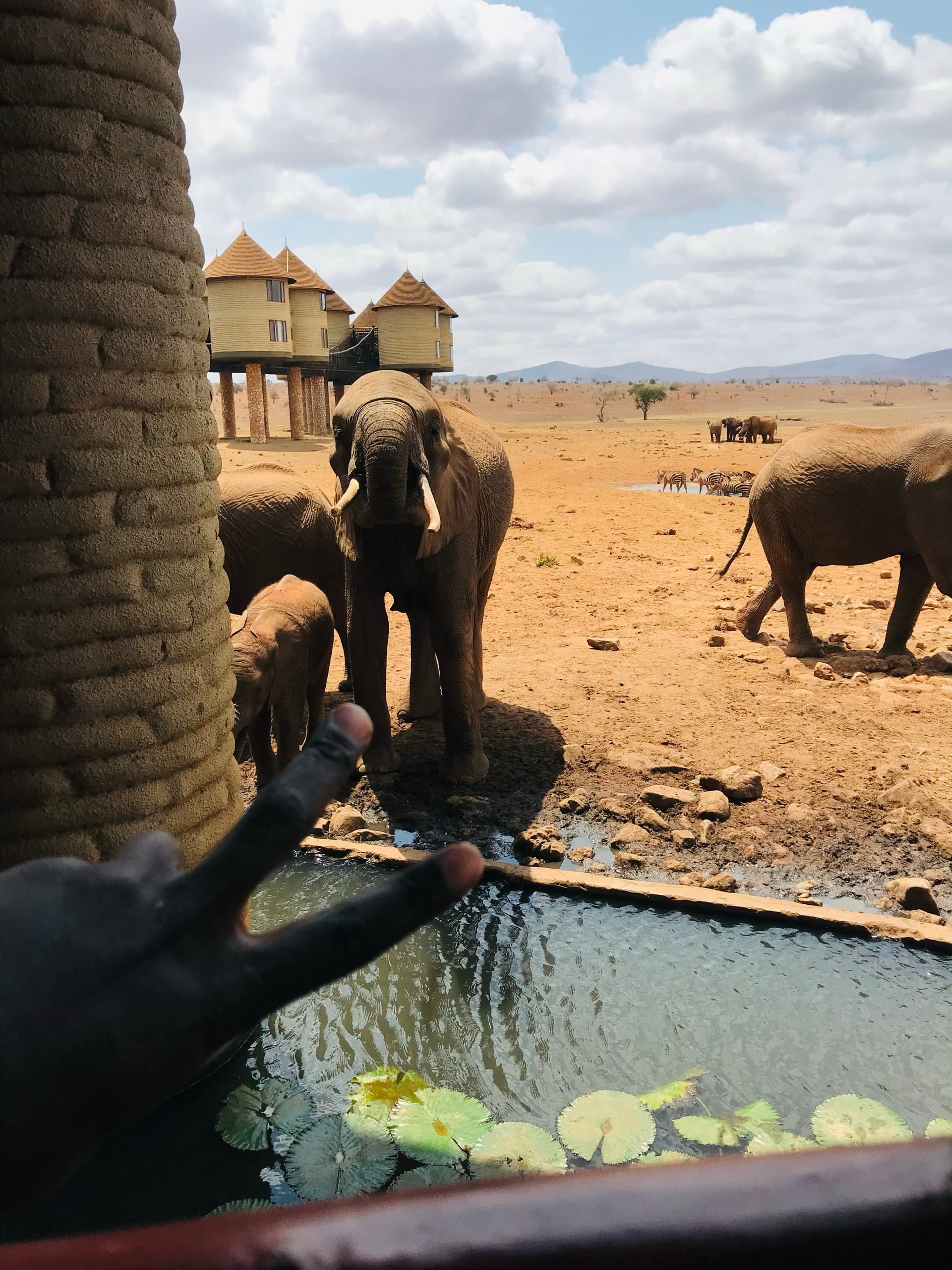 Tusks & Tales – by Fidel Lutta