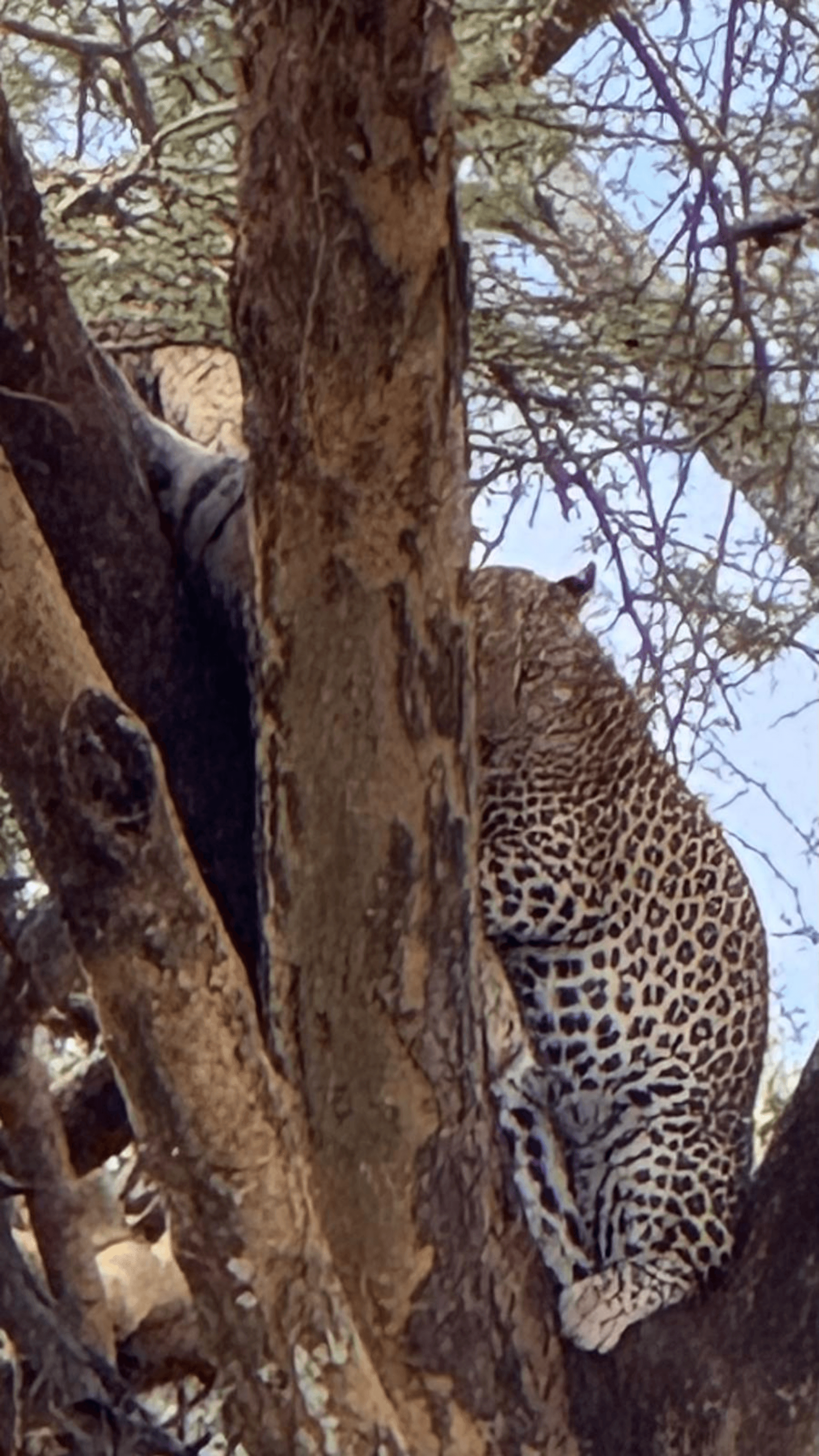 Not very easy animals to see, but at these consevancy, its easy. – by Christopher Musau