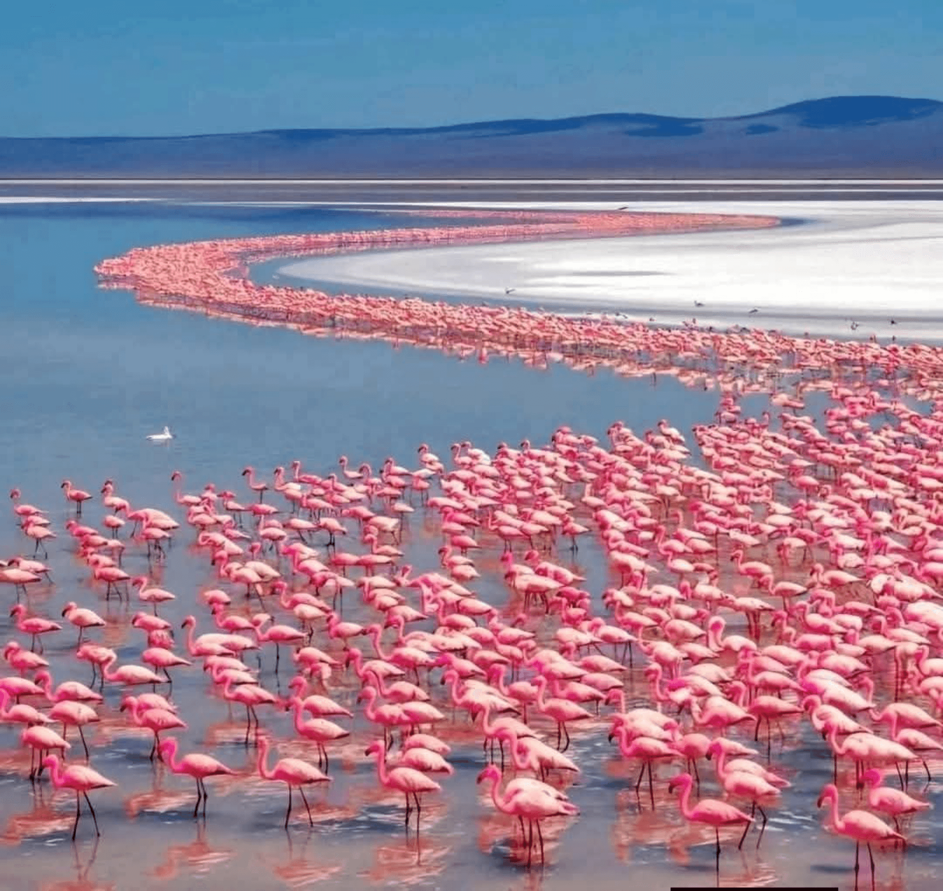 Flamingos in Lake Magadi – by Martin Kioko
