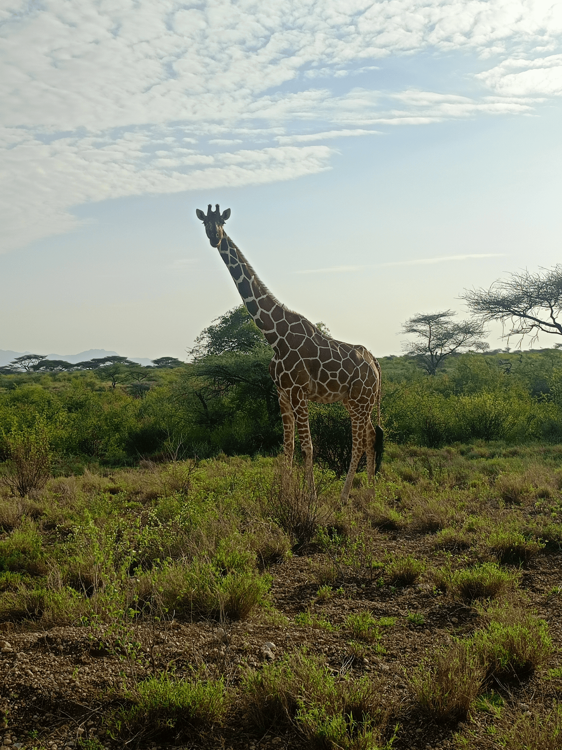 This is reticulated giraffe and I spotted it in buffalo springs National reserve in northern Kenya – by Martin Kioko