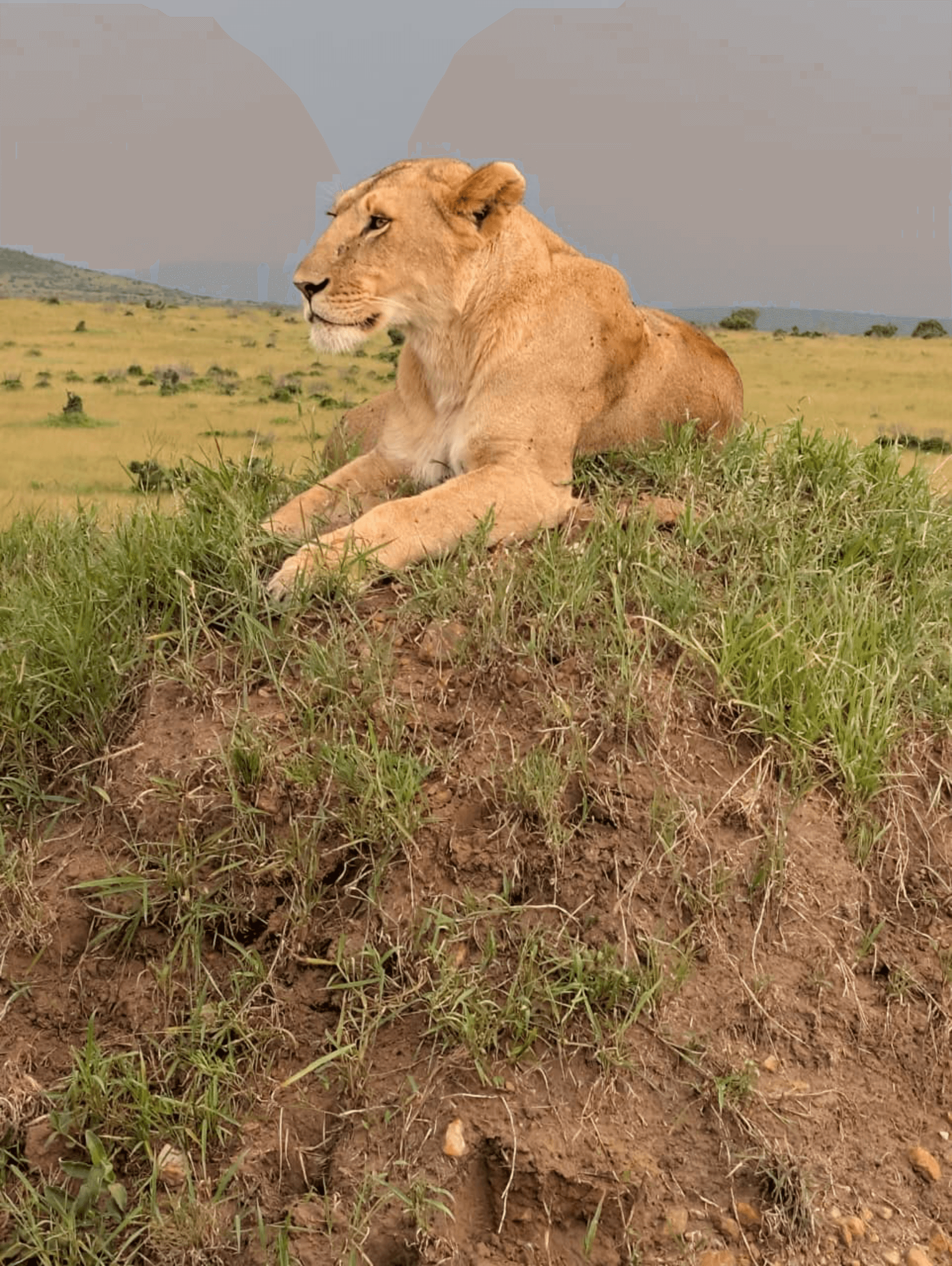 Martin Kioko's story on Join Africa