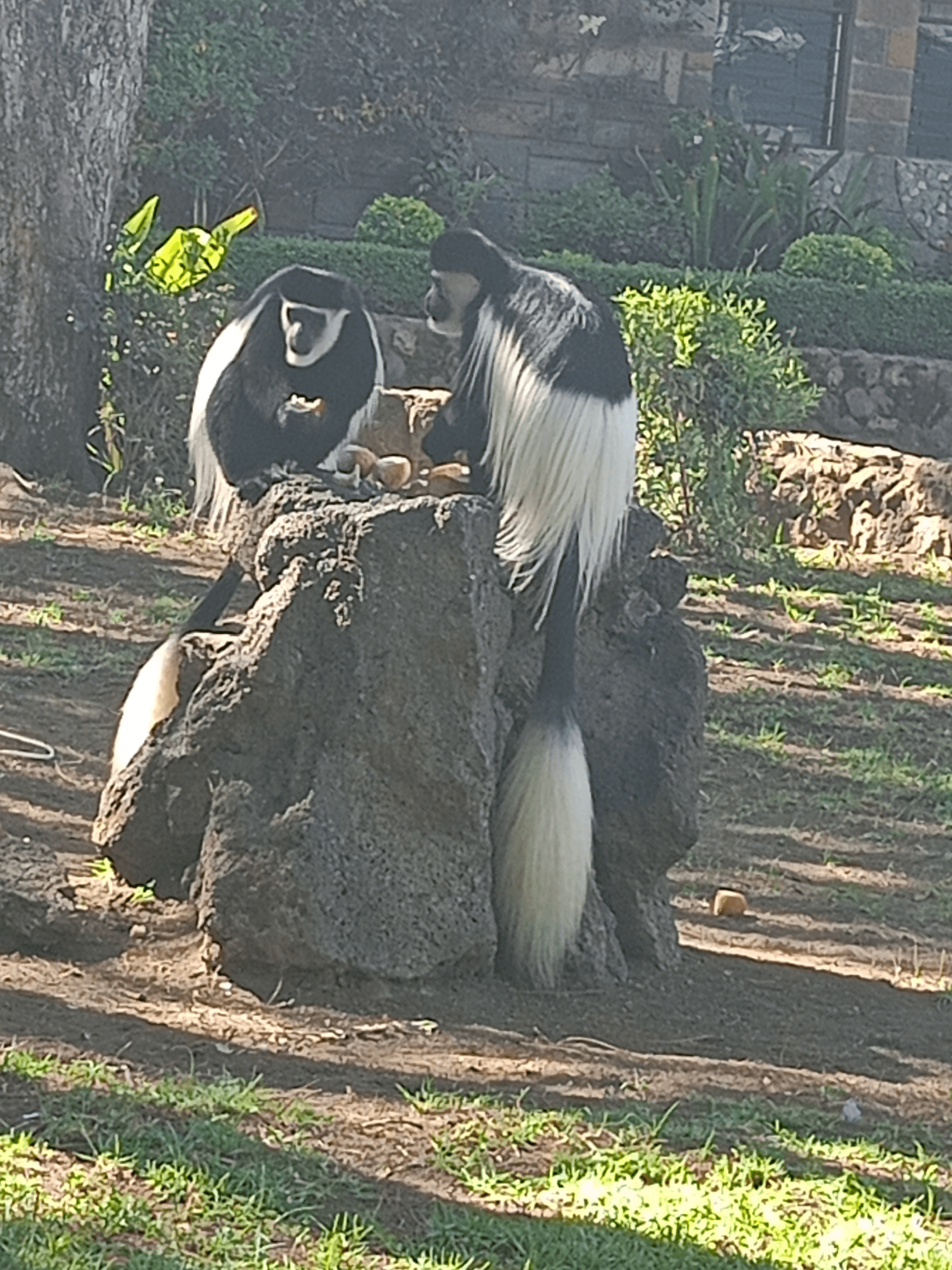 It was amazing to encounter these colombus monkeys – by Martin Kioko