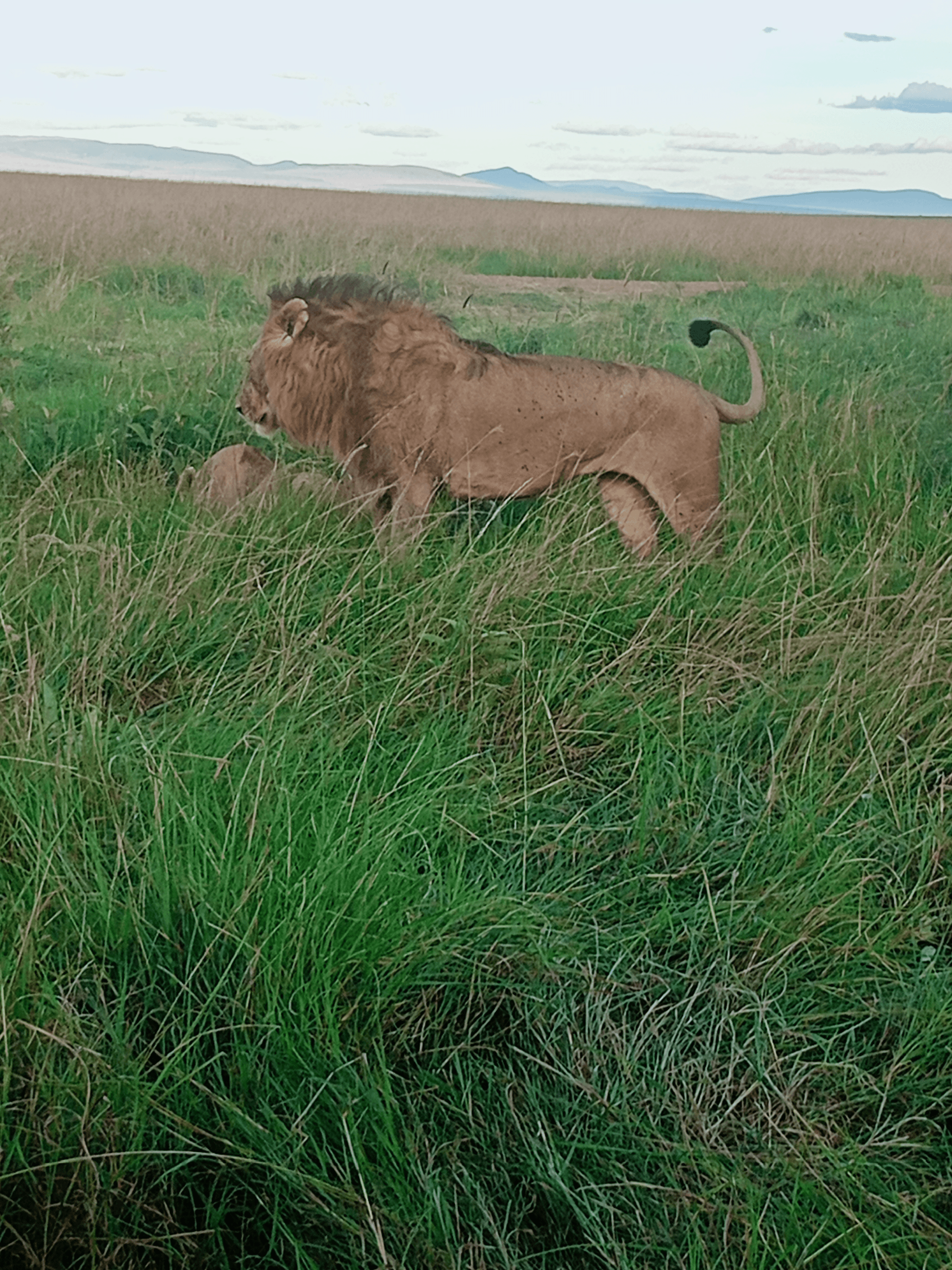 Lion and lioness – by Martin Kioko
