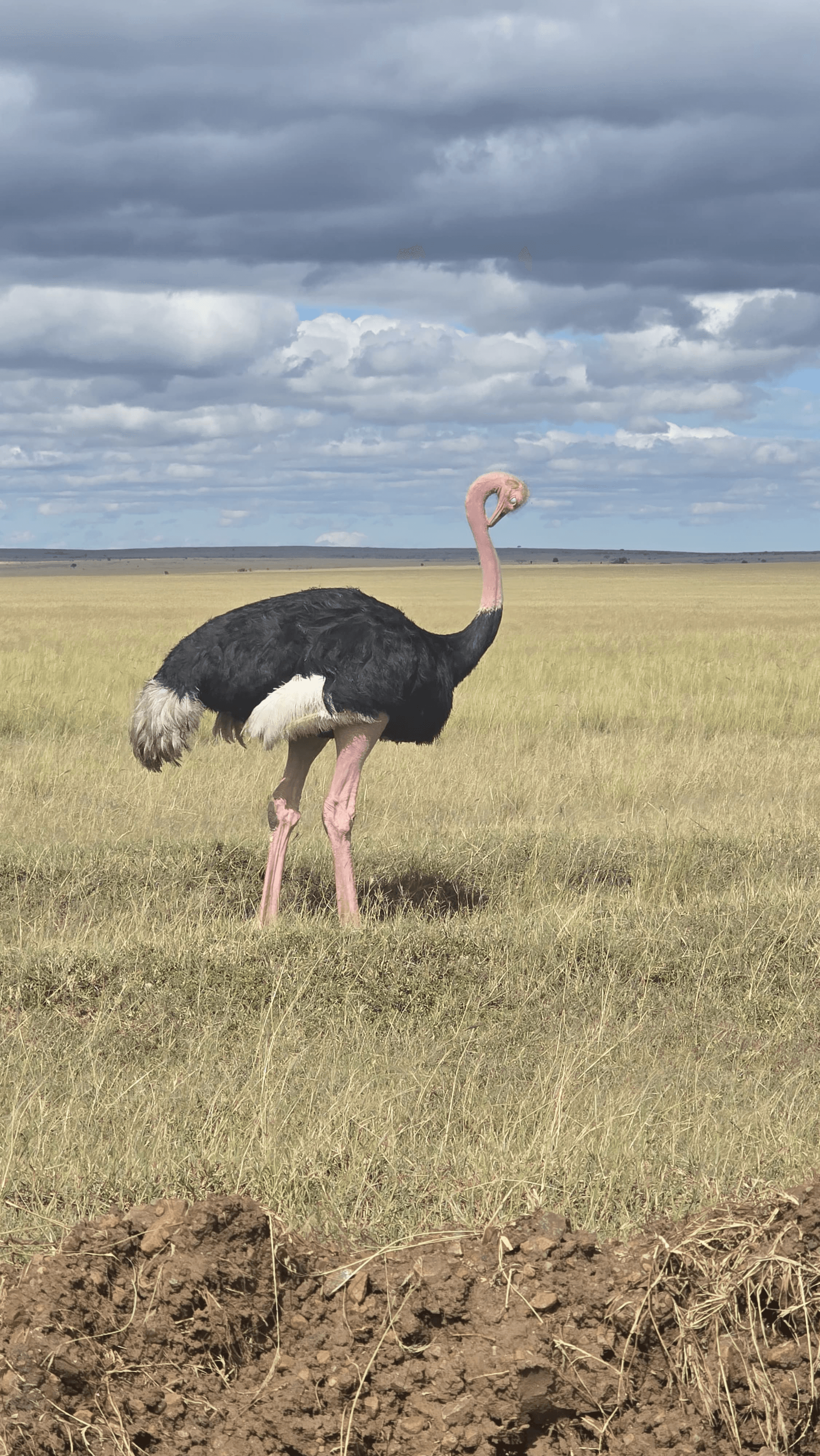 The male ostrich – by Martin Kioko