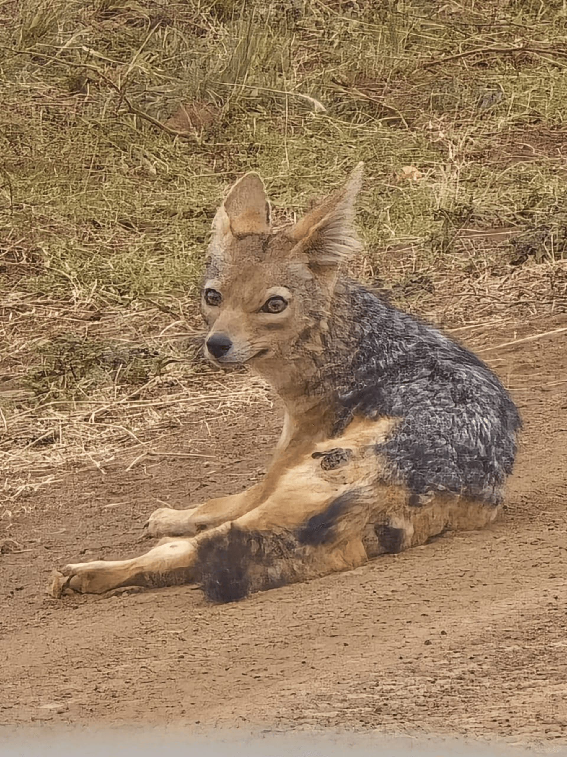 This is black backed jackal...Its the most adaptable and clever predator,despite it being small in size.They form strong monogamous bonds.. – by Winnie Wambui