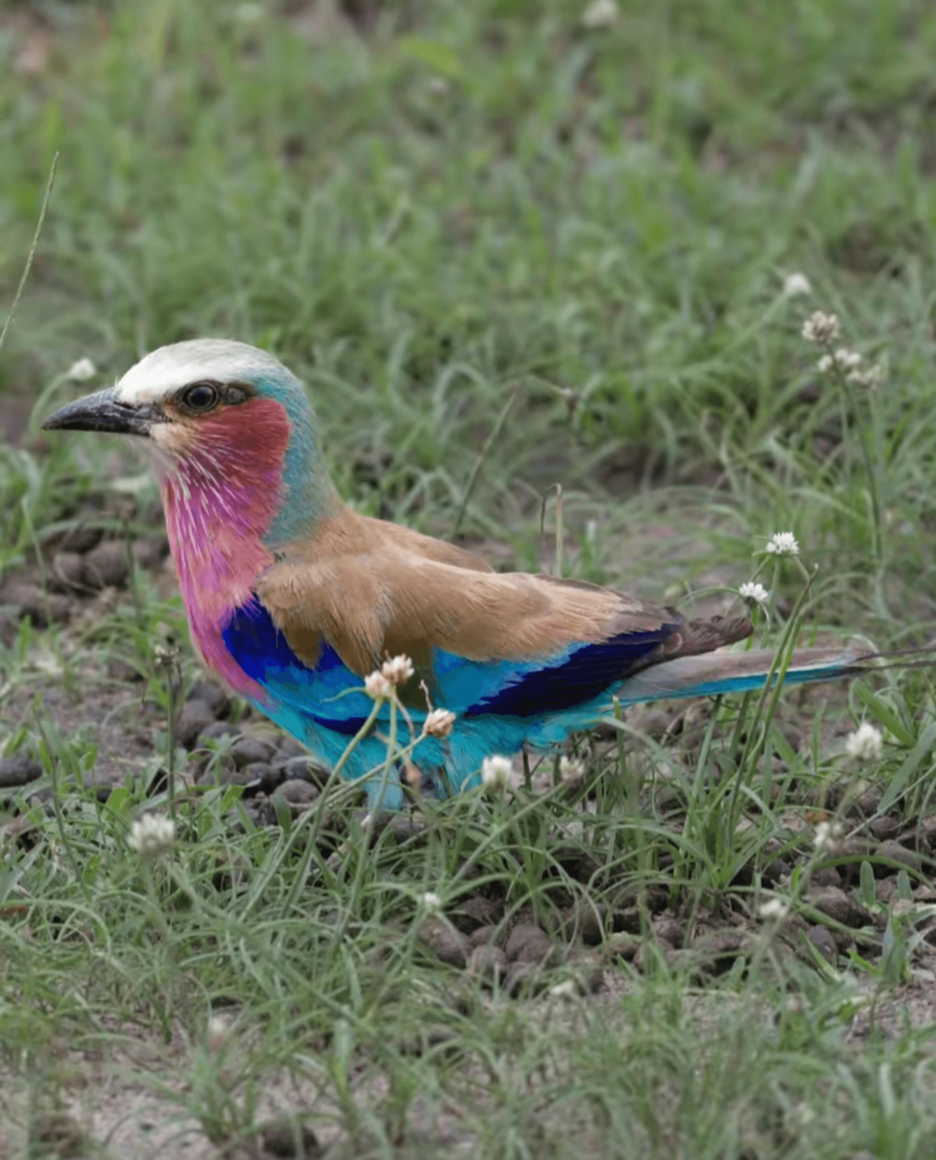 Masai Mara – by Siameto Bensonolepere