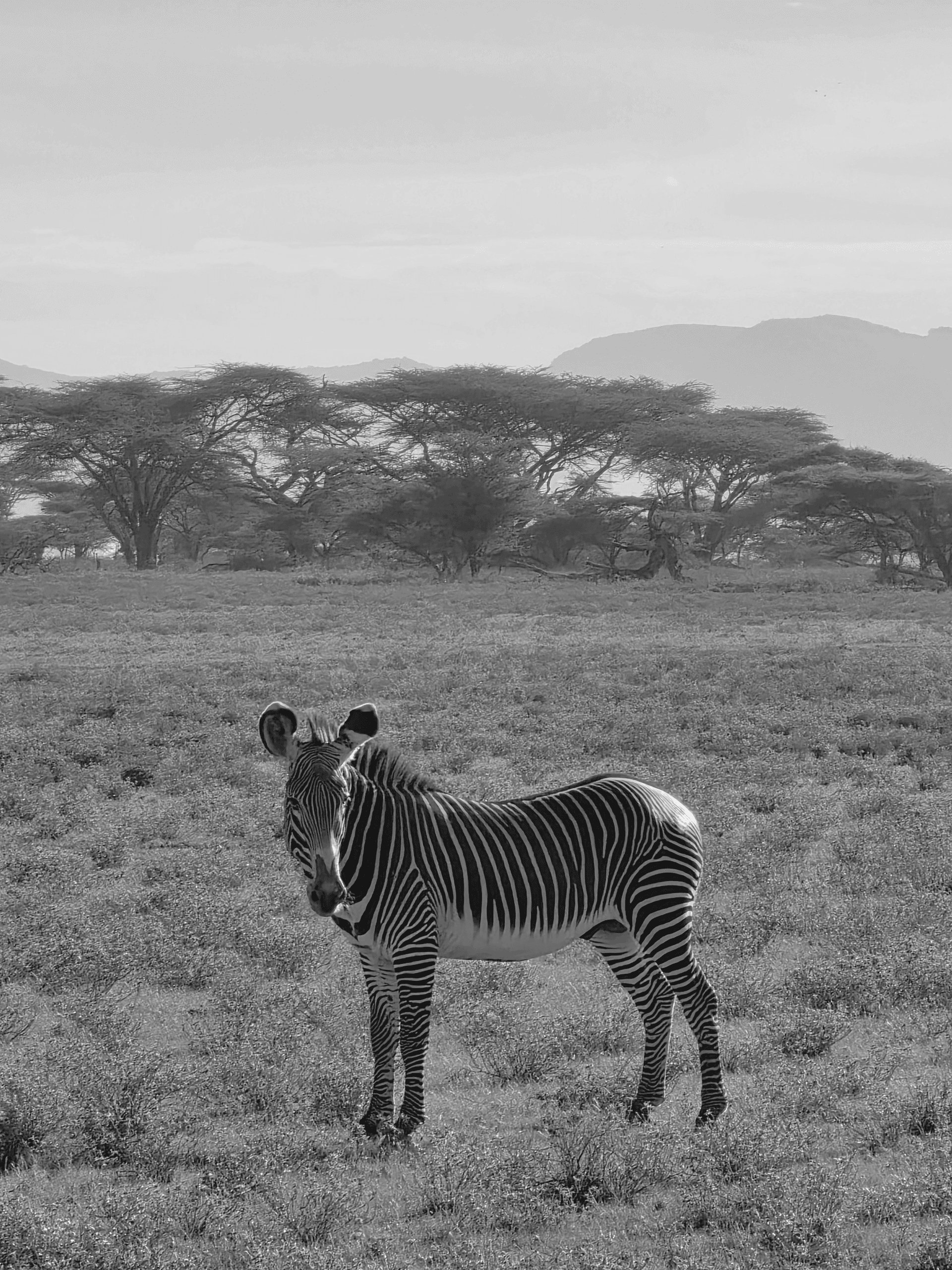 One of the special 5 in Samburu. – by Mercy Chari
