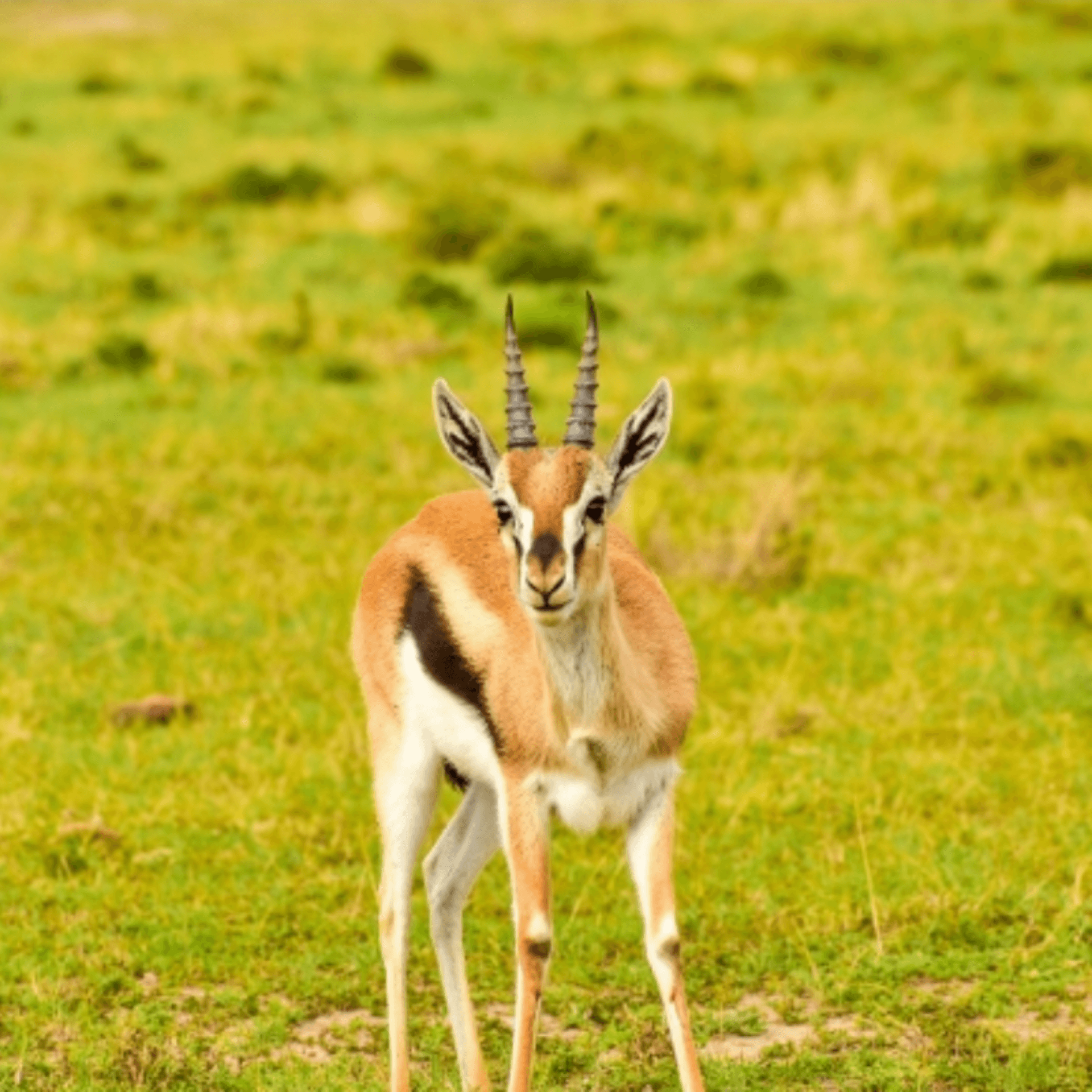 Graceful gazelle posing for a photo 📸 – by Woris Mwaura